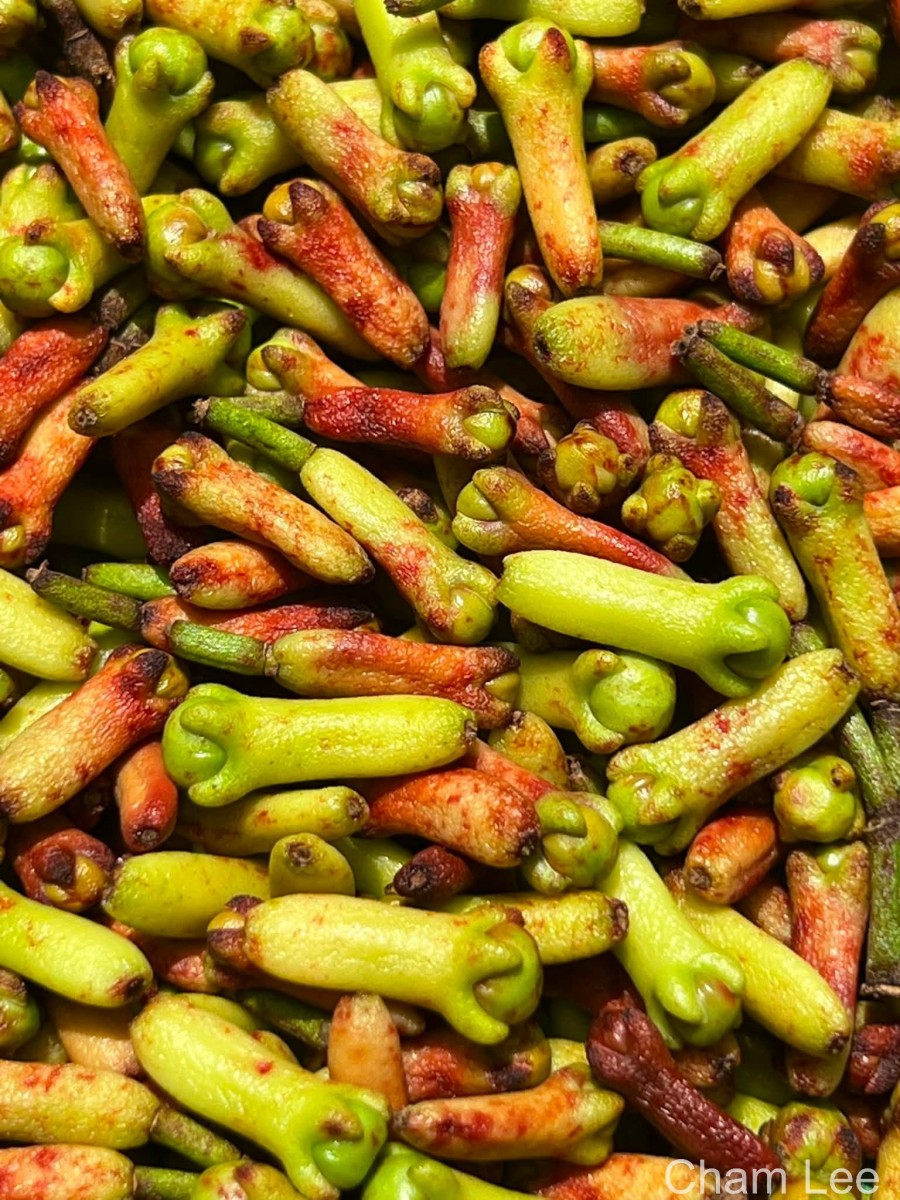 Syzygium aromaticum (L.) Merr. & L.M.Perry